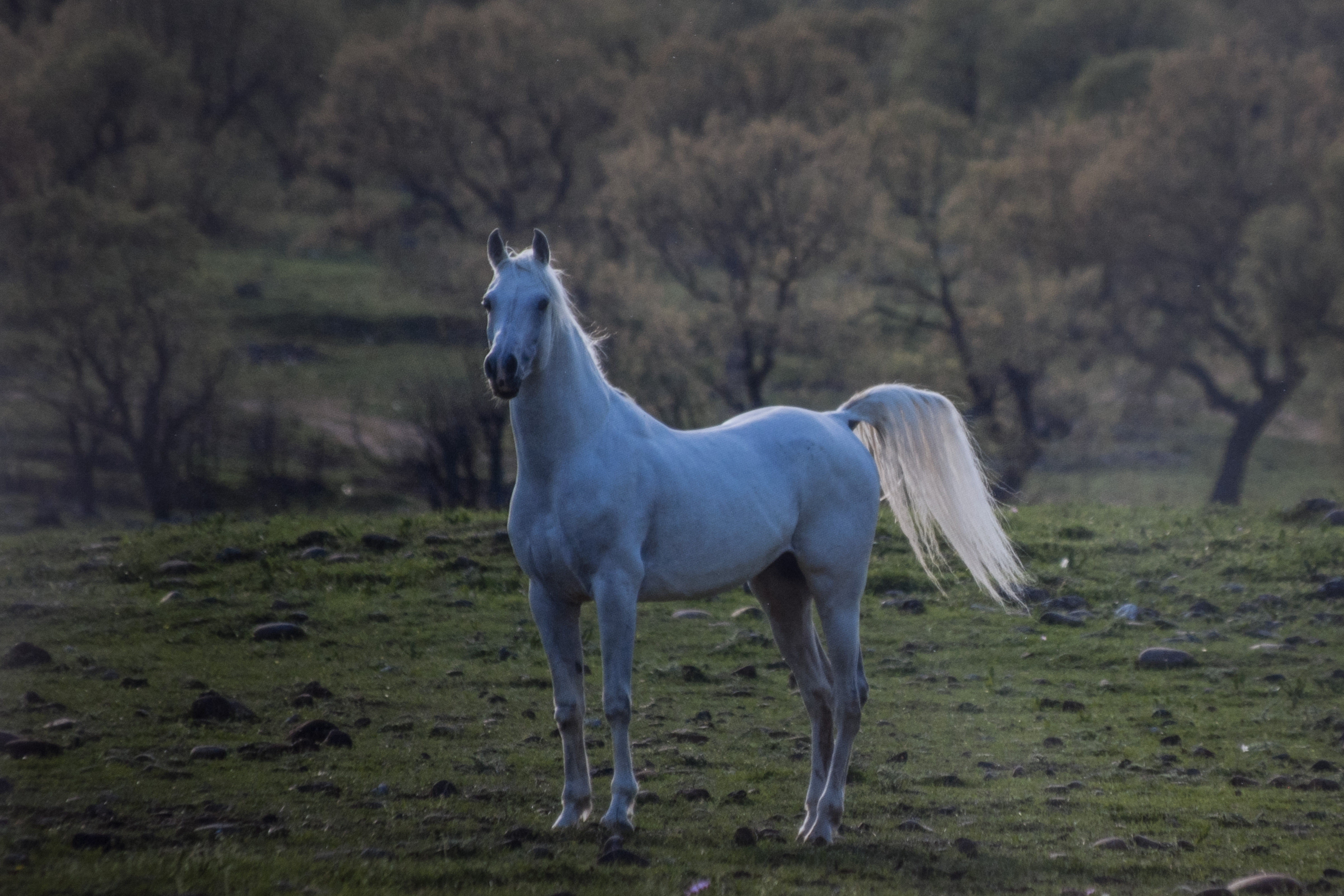The Horses of Kurdistan recounts history through animals